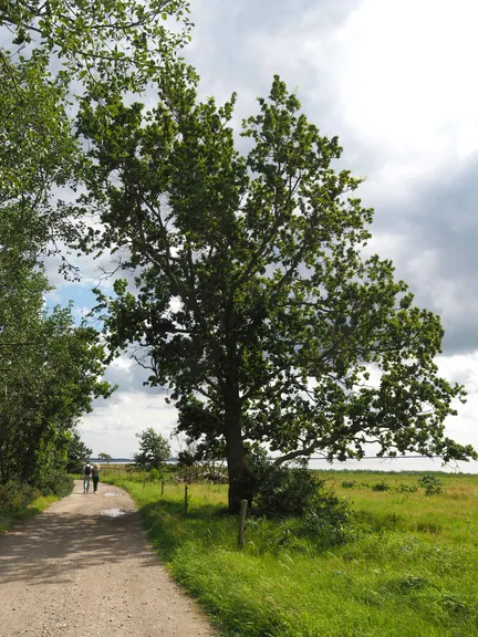 Halshuisene + Enebaerodde Beach (Denemarken)